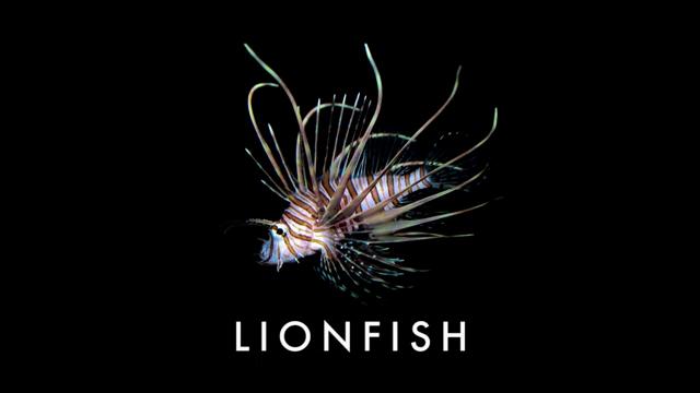 LionFish2013